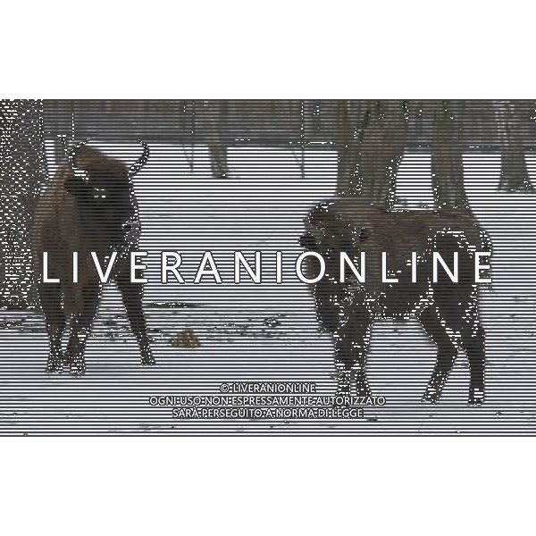 BISONTE - BISONTI EUROPEI ©ÊPAP/Artur Reszko - Photoshot - Ag. Aldo Liverani sas ITALY ONLY