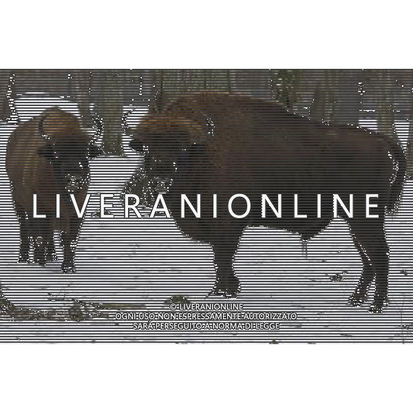 BISONTE - BISONTI EUROPEI ©ÊPAP/Artur Reszko - Photoshot - Ag. Aldo Liverani sas ITALY ONLY