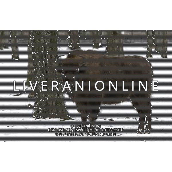 BISONTE - BISONTI EUROPEI ©ÊPAP/Artur Reszko - Photoshot - Ag. Aldo Liverani sas ITALY ONLY