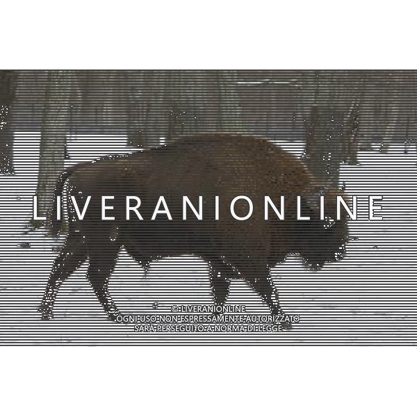 BISONTE - BISONTI EUROPEI ©ÊPAP/Artur Reszko - Photoshot - Ag. Aldo Liverani sas ITALY ONLY