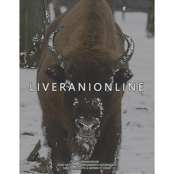 BISONTE - BISONTI EUROPEI ©ÊPAP/Artur Reszko - Photoshot - Ag. Aldo Liverani sas ITALY ONLY