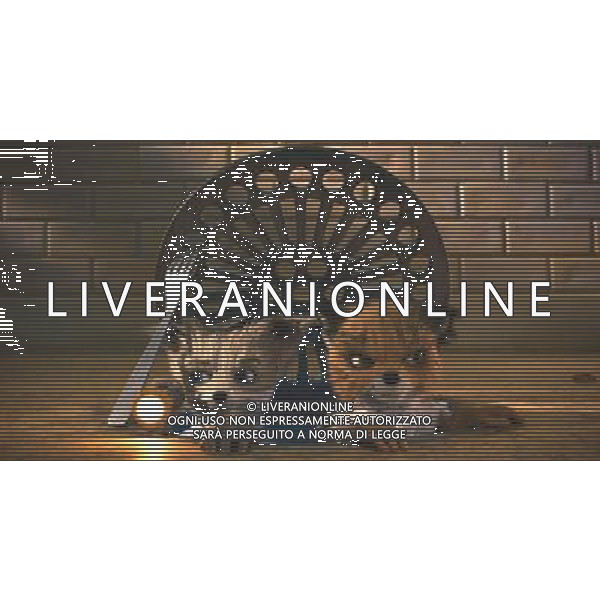 FILM\'Fantastic Mr. Fox\' 2010 NELLA FOTO SCENA DEL FILM AG ALDO LIVERANI