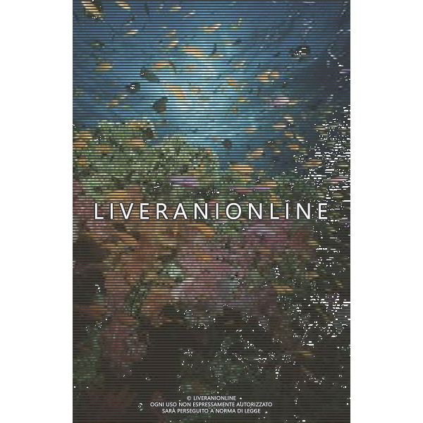 FILM Oceani 3D 2010 NELLA FOTO SCENA DEL DOCUMENTARIO AG ALDO LIVERANI