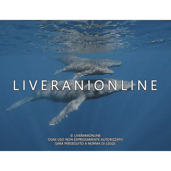 FILM Oceani 3D 2010 NELLA FOTO SCENA DEL DOCUMENTARIO AG ALDO LIVERANI