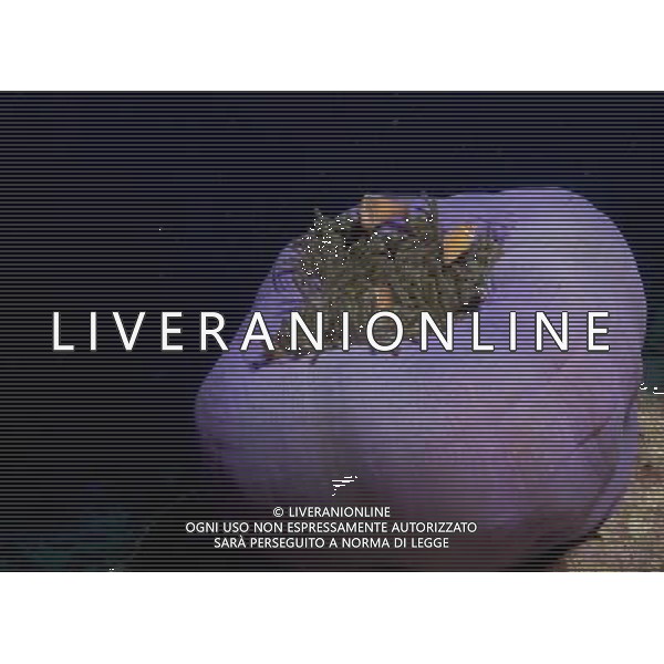 FILM Oceani 3D 2010 NELLA FOTO SCENA DEL DOCUMENTARIO AG ALDO LIVERANI