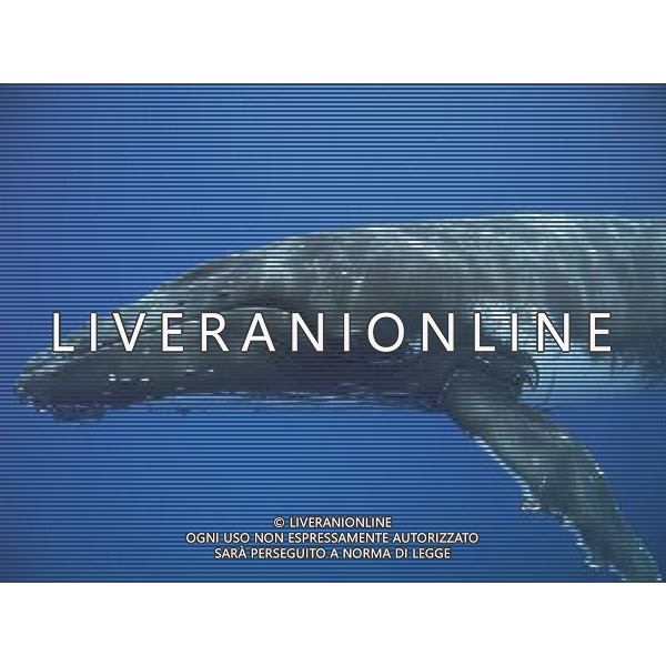 FILM Oceani 3D 2010 NELLA FOTO SCENA DEL DOCUMENTARIO AG ALDO LIVERANI
