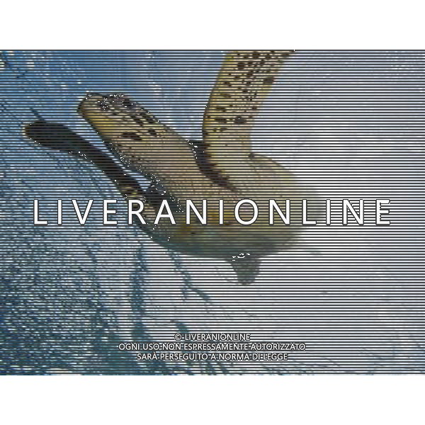 FILM Oceani 3D 2010 NELLA FOTO SCENA DEL DOCUMENTARIO AG ALDO LIVERANI