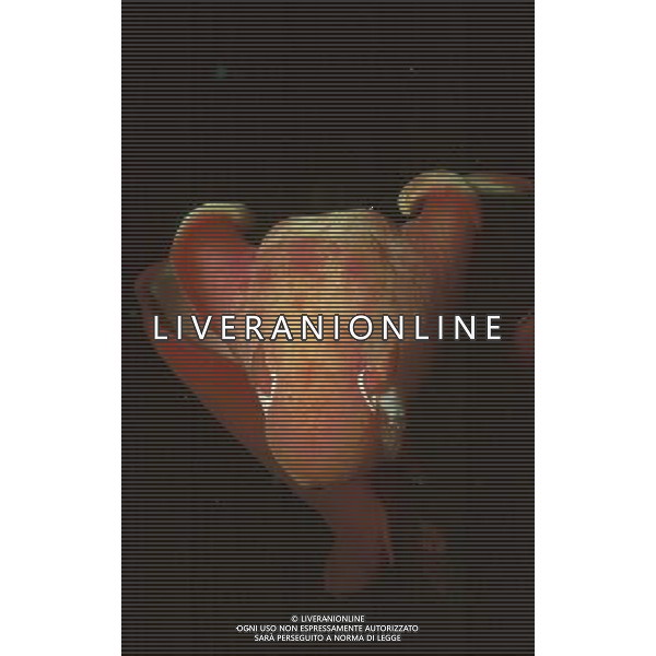 FILM Oceani 3D 2010 NELLA FOTO SCENA DEL DOCUMENTARIO AG ALDO LIVERANI