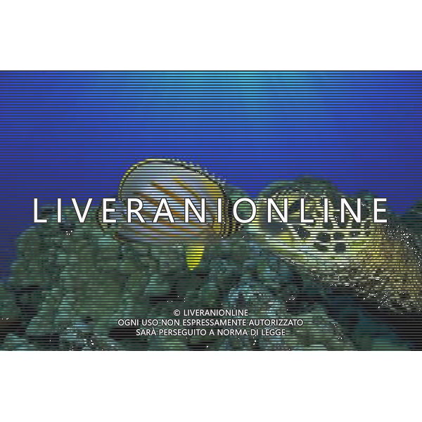 FILM Oceani 3D 2010 NELLA FOTO SCENA DEL DOCUMENTARIO AG ALDO LIVERANI