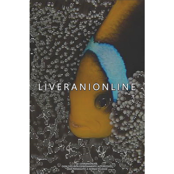 FILM Oceani 3D 2010 NELLA FOTO PESCE PAGLIACCIO AG ALDO LIVERANI