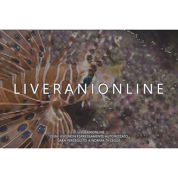 FILMÒOceaniFILM Oceani 3D 2010 NELLA FOTO SCENA DEL DOCUMENTARIO AG ALDO LIVERANI
