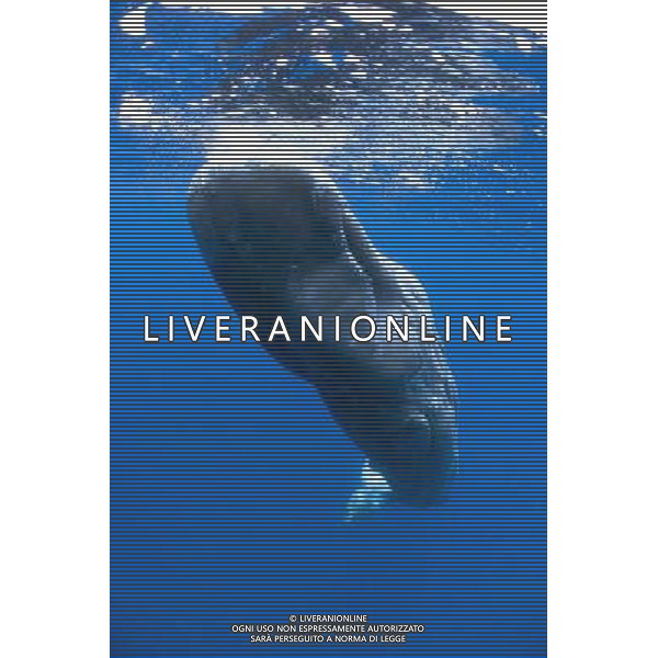 FILM Oceani 3D 2010 NELLA FOTO SCENA DEL DOCUMENTARIO AG ALDO LIVERANI
