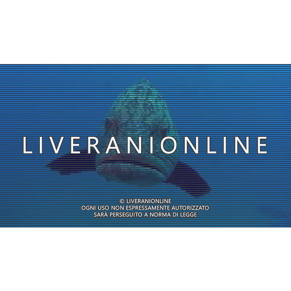 FILM Oceani 3D 2010 NELLA FOTO SCENA DEL DOCUMENTARIO AG ALDO LIVERANI