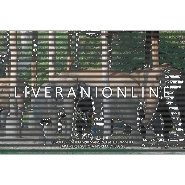 NORD THAILANDIA CHIANG MAI PARCO NATURALE ELEPHANT 2010 NELLA FOTO ELEFANTI IN PARCO WENTA EWA / NEWSPIX.PL/ALIVERANI ONLY ITALY