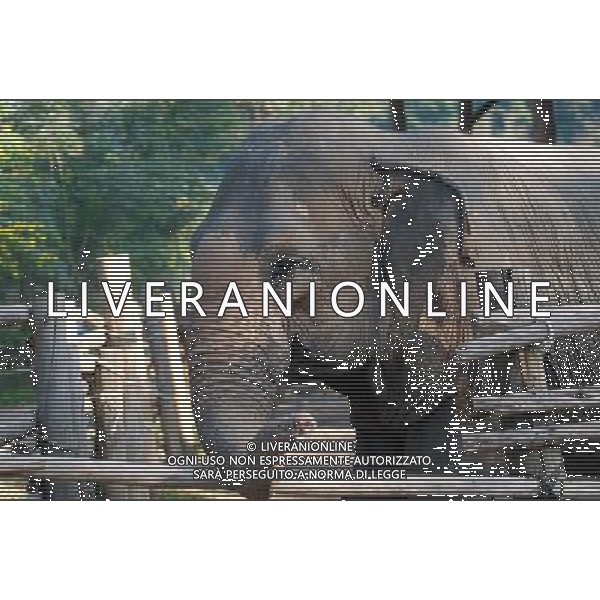 NORD THAILANDIA CHIANG MAI PARCO NATURALE ELEPHANT 2010 NELLA FOTO ELEFANTI IN PARCO WENTA EWA / NEWSPIX.PL/ALIVERANI ONLY ITALY