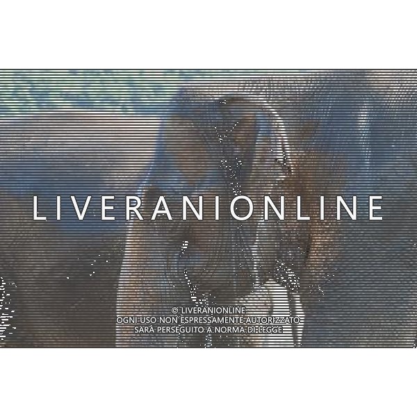 NORD THAILANDIA CHIANG MAI PARCO NATURALE ELEPHANT 2010 NELLA FOTO ELEFANTI NEL PARCO WENTA EWA / NEWSPIX.PL/ALIVERANI ONLY ITALY