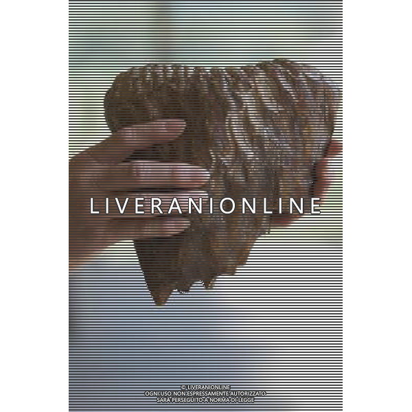 NORD THAILANDIA CHIANG MAI PARCO NATURALE ELEPHANT 2010 NELLA FOTO ELEFANTI NEL PARCO IL PARTICOLARE DI UN DENTE WENTA EWA / NEWSPIX.PL/ALIVERANI ONLY ITALY