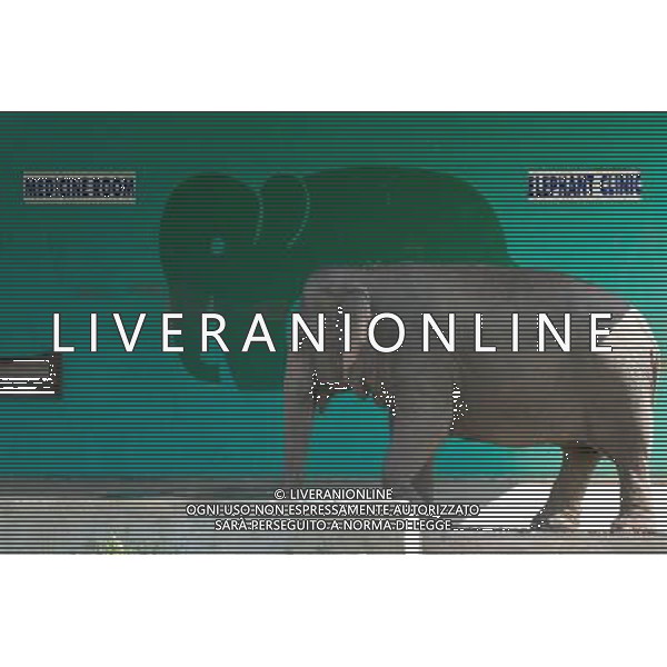 NORD THAILANDIA CHIANG MAI PARCO NATURALE ELEPHANT 2010 NELLA FOTO ELEFANTI NEL PARCO WENTA EWA / NEWSPIX.PL/ALIVERANI ONLY ITALY