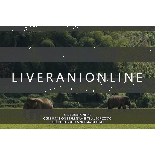 NORD THAILANDIA CHIANG MAI PARCO NATURALE ELEPHANT 2010 NELLA FOTO ELEFANTI NEL PARCO WENTA EWA / NEWSPIX.PL/ALIVERANI ONLY ITALY