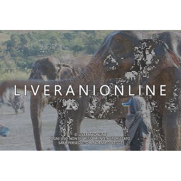 NORD THAILANDIA CHIANG MAI PARCO NATURALE ELEPHANT 2010 NELLA FOTO ELEFANTI NEL PARCO WENTA EWA / NEWSPIX.PL/ALIVERANI ONLY ITALY