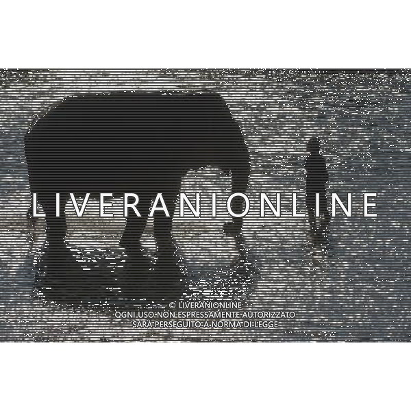 NORD THAILANDIA CHIANG MAI PARCO NATURALE ELEPHANT 2010 NELLA FOTO ELEFANTI NEL PARCO WENTA EWA / NEWSPIX.PL/ALIVERANI ONLY ITALY