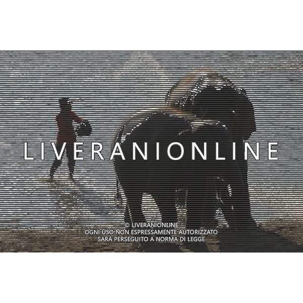 NORD THAILANDIA CHIANG MAI PARCO NATURALE ELEPHANT 2010 NELLA FOTO ELEFANTI NEL PARCO WENTA EWA / NEWSPIX.PL/ALIVERANI ONLY ITALY