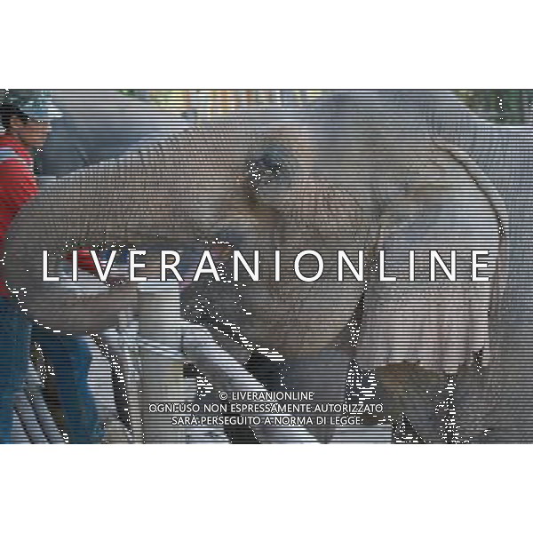 NORD THAILANDIA CHIANG MAI PARCO NATURALE ELEPHANT 2010 NELLA FOTO ELEFANTI NEL PARCO WENTA EWA / NEWSPIX.PL/ALIVERANI ONLY ITALY