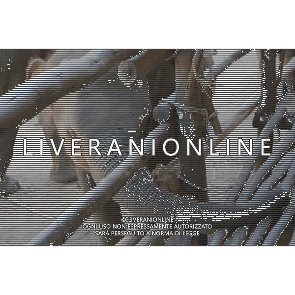 NORD THAILANDIA CHIANG MAI PARCO NATURALE ELEPHANT 2010 NELLA FOTO ELEFANTI NEL PARCO WENTA EWA / NEWSPIX.PL/ALIVERANI ONLY ITALY