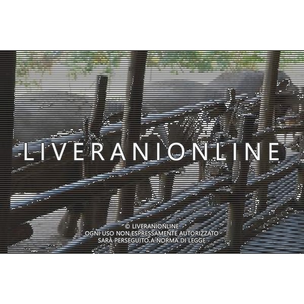 NORD THAILANDIA CHIANG MAI PARCO NATURALE ELEPHANT 2010 NELLA FOTO ELEFANTI NEL PARCO WENTA EWA / NEWSPIX.PL/ALIVERANI ONLY ITALY