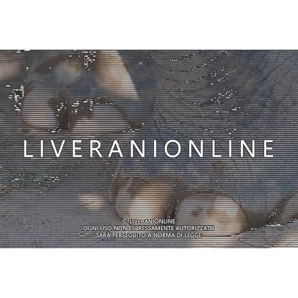 NORD THAILANDIA CHIANG MAI PARCO NATURALE ELEPHANT 2010 NELLA FOTO ELEFANTI NEL PARCO WENTA EWA / NEWSPIX.PL/ALIVERANI ONLY ITALY