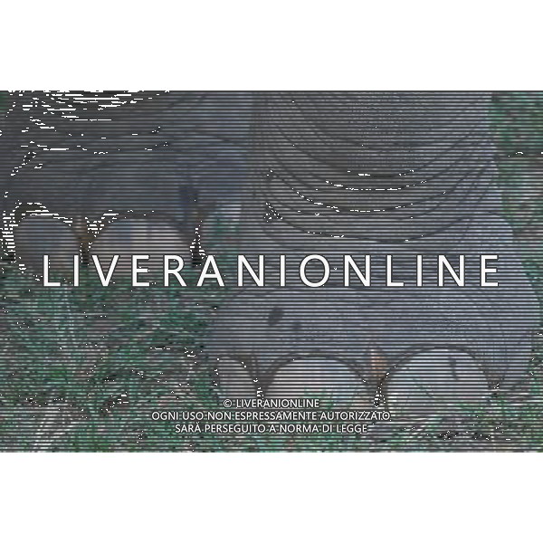 NORD THAILANDIA CHIANG MAI PARCO NATURALE ELEPHANT 2010 NELLA FOTO ELEFANTI NEL PARCO WENTA EWA / NEWSPIX.PL/ALIVERANI ONLY ITALY