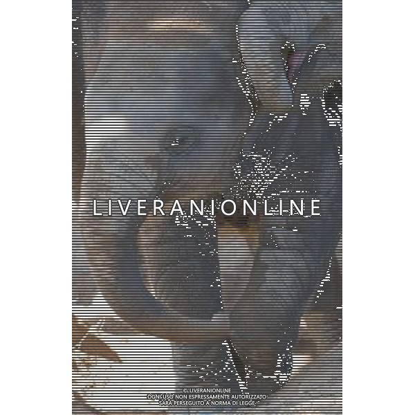 NORD THAILANDIA CHIANG MAI PARCO NATURALE ELEPHANT 2010 NELLA FOTO ELEFANTI NEL PARCO WENTA EWA / NEWSPIX.PL/ALIVERANI ONLY ITALY