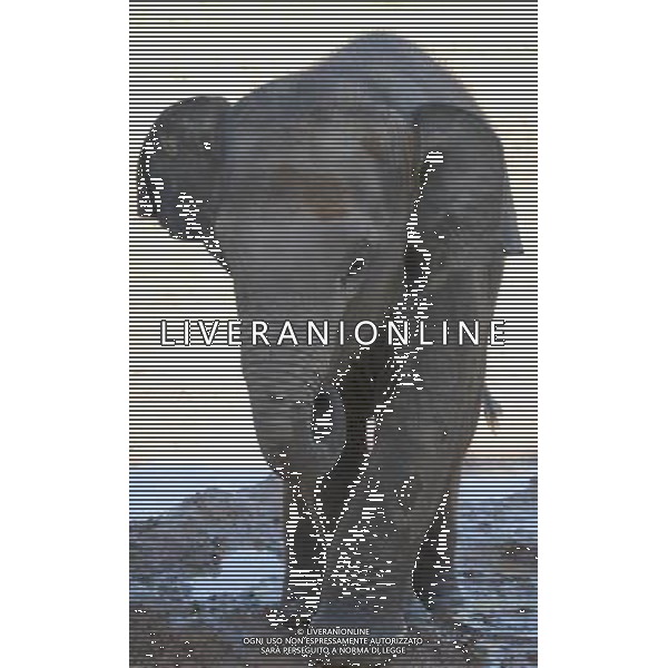 NORD THAILANDIA CHIANG MAI PARCO NATURALE ELEPHANT 2010 NELLA FOTO ELEFANTI NEL PARCO WENTA EWA / NEWSPIX.PL/ALIVERANI ONLY ITALY