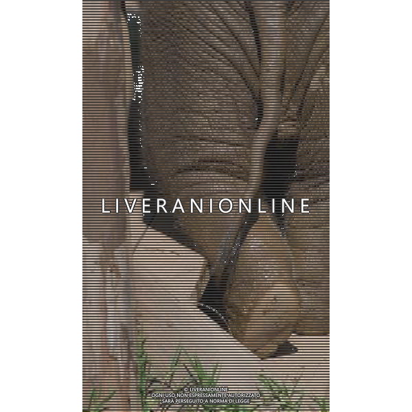 NORD THAILANDIA CHIANG MAI PARCO NATURALE ELEPHANT 2010 NELLA FOTO ELEFANTI NEL PARCO WENTA EWA / NEWSPIX.PL/ALIVERANI ONLY ITALY