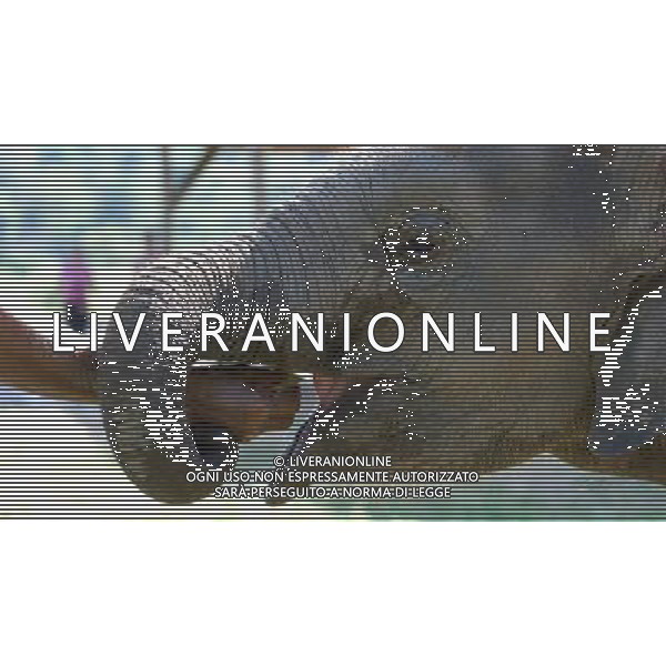 NORD THAILANDIA CHIANG MAI PARCO NATURALE ELEPHANT 2010 NELLA FOTO ELEFANTI NEL PARCO WENTA EWA / NEWSPIX.PL/ALIVERANI ONLY ITALY