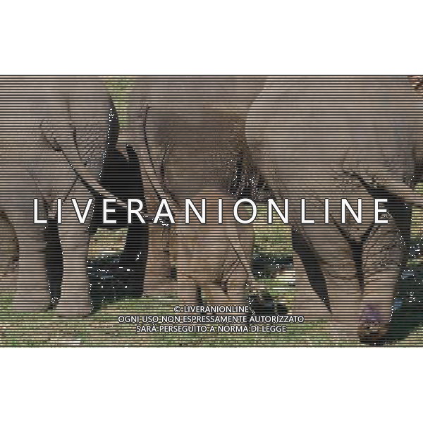 NORD THAILANDIA CHIANG MAI PARCO NATURALE ELEPHANT 2010 NELLA FOTO ELEFANTI NEL PARCO WENTA EWA / NEWSPIX.PL/ALIVERANI ONLY ITALY