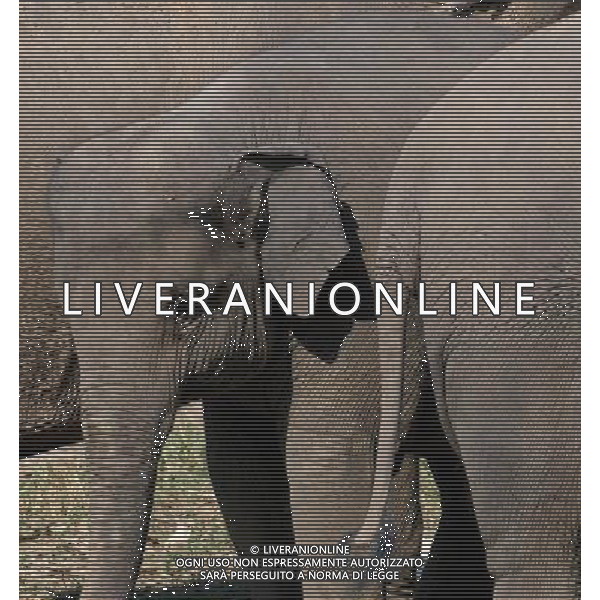 NORD THAILANDIA CHIANG MAI PARCO NATURALE ELEPHANT 2010 NELLA FOTO ELEFANTI NEL PARCO WENTA EWA / NEWSPIX.PL/ALIVERANI ONLY ITALY