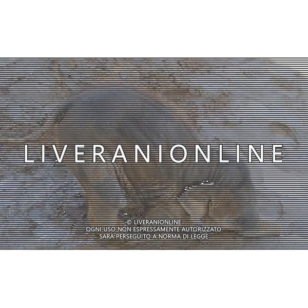 NORD THAILANDIA CHIANG MAI PARCO NATURALE ELEPHANT 2010 NELLA FOTO ELEFANTI NEL PARCO WENTA EWA / NEWSPIX.PL/ALIVERANI ONLY ITALY