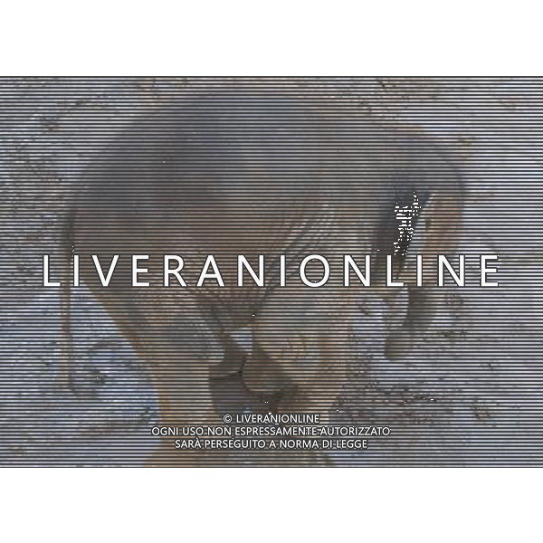 NORD THAILANDIA CHIANG MAI PARCO NATURALE ELEPHANT 2010 NELLA FOTO ELEFANTI NEL PARCO WENTA EWA / NEWSPIX.PL/ALIVERANI ONLY ITALY