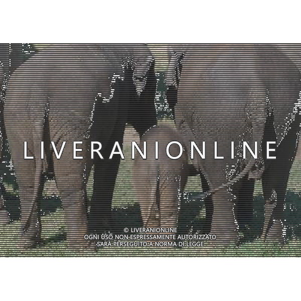 NORD THAILANDIA CHIANG MAI PARCO NATURALE ELEPHANT 2010 NELLA FOTO ELEFANTI NEL PARCO WENTA EWA / NEWSPIX.PL/ALIVERANI ONLY ITALY