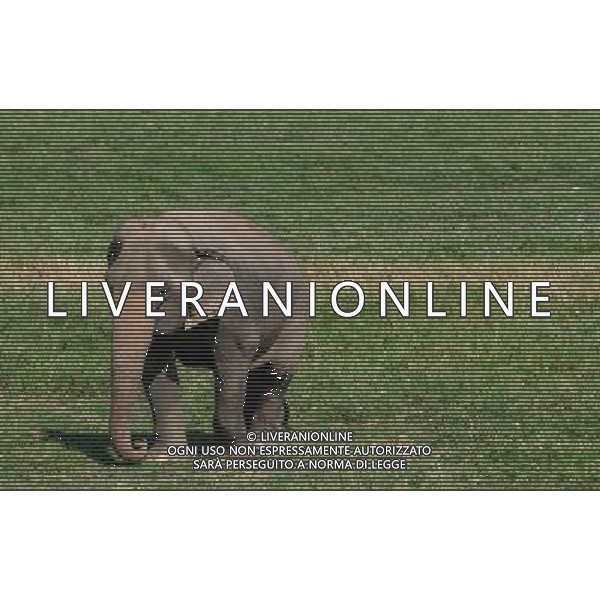 NORD THAILANDIA CHIANG MAI PARCO NATURALE ELEPHANT 2010 NELLA FOTO ELEFANTI NEL PARCO WENTA EWA / NEWSPIX.PL/ALIVERANI ONLY ITALY