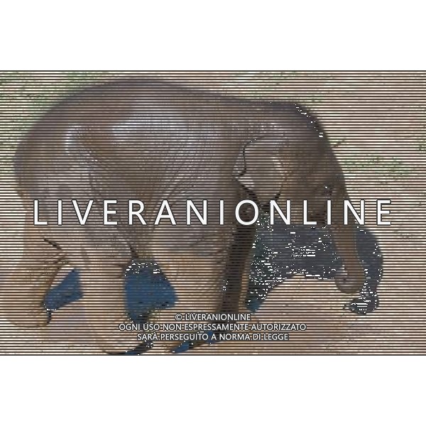 NORD THAILANDIA CHIANG MAI PARCO NATURALE ELEPHANT 2010 NELLA FOTO ELEFANTI NEL PARCO WENTA EWA / NEWSPIX.PL/ALIVERANI ONLY ITALY