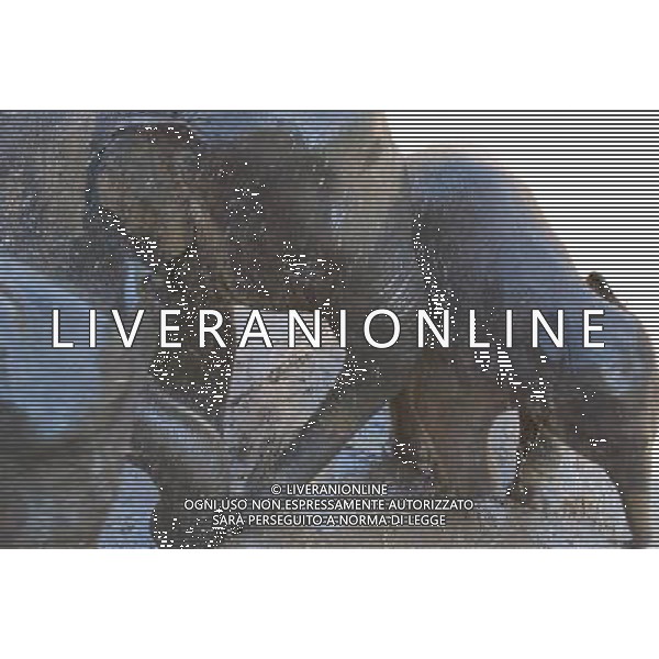 NORD THAILANDIA CHIANG MAI PARCO NATURALE ELEPHANT 2010 NELLA FOTO ELEFANTI NEL PARCO WENTA EWA / NEWSPIX.PL/ALIVERANI ONLY ITALY