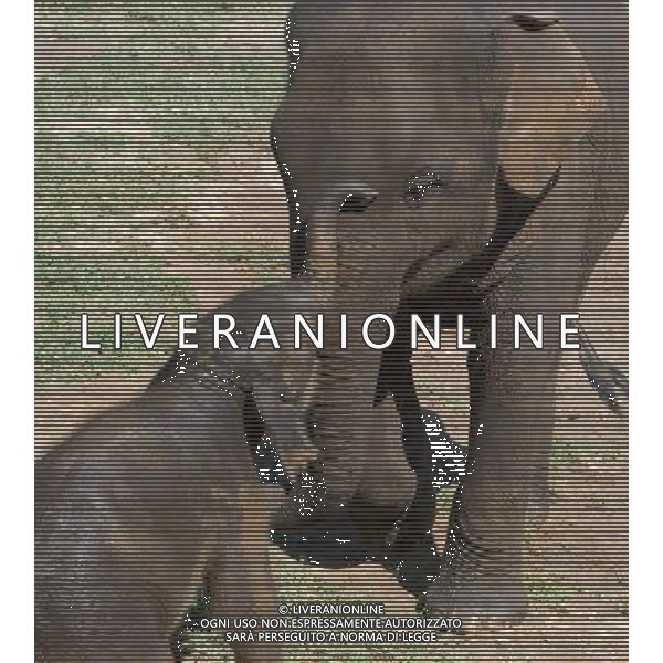 NORD THAILANDIA CHIANG MAI PARCO NATURALE ELEPHANT 2010 NELLA FOTO ELEFANTI NEL PARCO WENTA EWA / NEWSPIX.PL/ALIVERANI ONLY ITALY