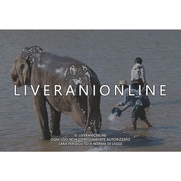 NORD THAILANDIA CHIANG MAI PARCO NATURALE ELEPHANT 2010 NELLA FOTO ELEFANTI NEL PARCO WENTA EWA / NEWSPIX.PL/ALIVERANI ONLY ITALY