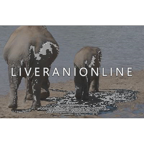 NORD THAILANDIA CHIANG MAI PARCO NATURALE ELEPHANT 2010 NELLA FOTO ELEFANTI NEL PARCO WENTA EWA / NEWSPIX.PL/ALIVERANI ONLY ITALY