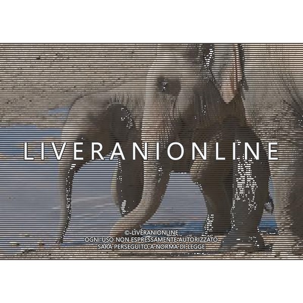 NORD THAILANDIA CHIANG MAI PARCO NATURALE ELEPHANT 2010 NELLA FOTO ELEFANTI NEL PARCO WENTA EWA / NEWSPIX.PL/ALIVERANI ONLY ITALY