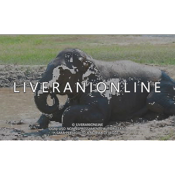 NORD THAILANDIA CHIANG MAI PARCO NATURALE ELEPHANT 2010 NELLA FOTO ELEFANTI NEL PARCO WENTA EWA / NEWSPIX.PL/ALIVERANI ONLY ITALY