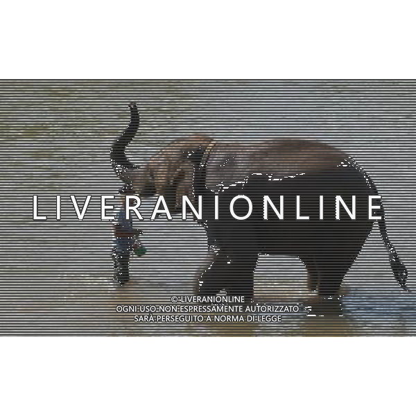 NORD THAILANDIA CHIANG MAI PARCO NATURALE ELEPHANT 2010 NELLA FOTO ELEFANTI NEL PARCO WENTA EWA / NEWSPIX.PL/ALIVERANI ONLY ITALY