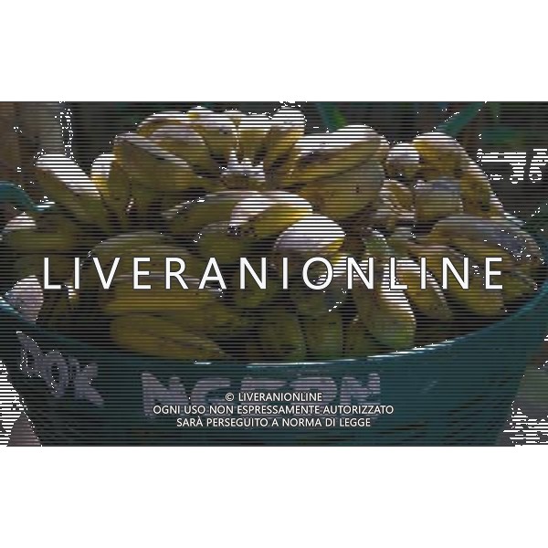 NORD THAILANDIA CHIANG MAI PARCO NATURALE ELEPHANT 2010 NELLA FOTO ELEFANTI NEL PARCO LE BANANE UTILIZZATE COME CIBO WENTA EWA / NEWSPIX.PL/ALIVERANI ONLY ITALY